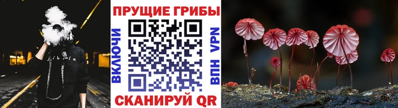 Галлюциногенные грибы Psilocybine cubensis omg сайт Павловск